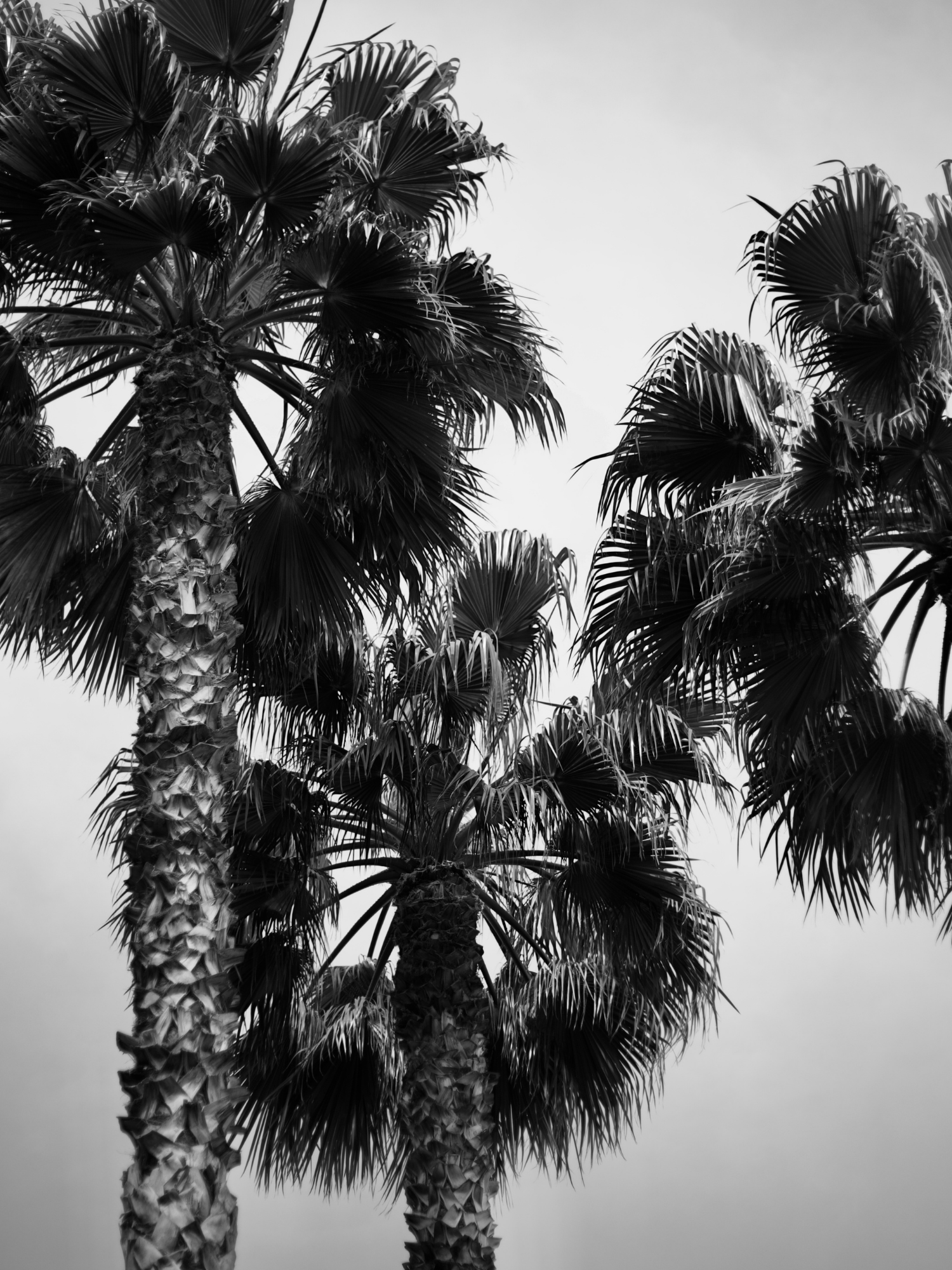 Palmtrees Collection